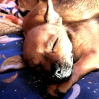 Chiot apparence chihuahua #4