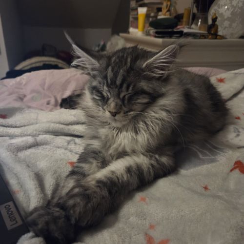 Adorable chaton maine coon mâle #5