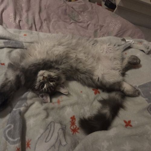 Adorable chaton maine coon mâle #6