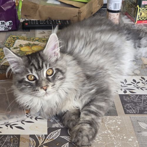 Adorable chaton maine coon mâle #10