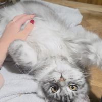 Adorable chaton maine coon mâle #1