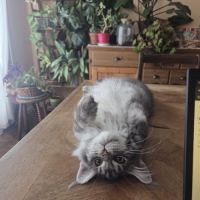 Adorable chaton maine coon mâle #2