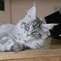 Adorable chaton maine coon mâle #3