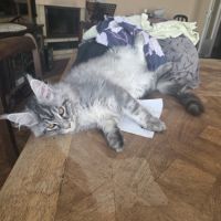 Adorable chaton maine coon mâle #4