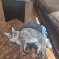 Adorable chaton maine coon mâle #7