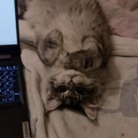 Adorable chaton maine coon mâle #8