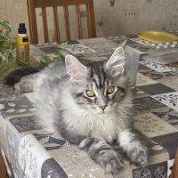 Adorable chaton maine coon mâle