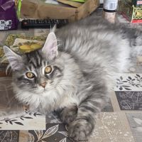 Adorable chaton maine coon mâle #10