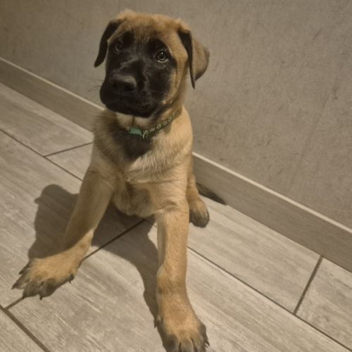 Disponible de suite : chiots berger belge #0