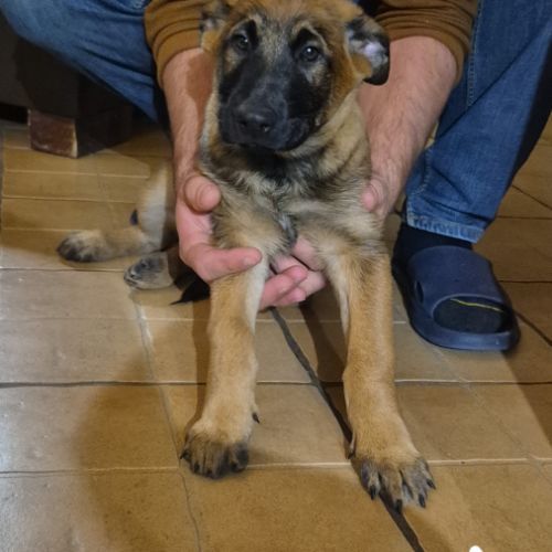 Disponible de suite : chiots berger belge #2