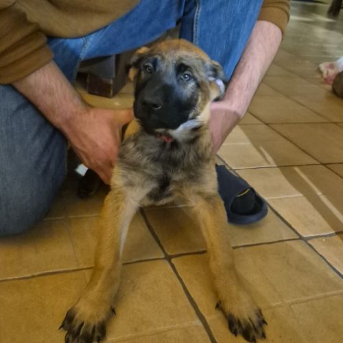 Disponible de suite : chiots berger belge #3