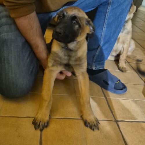 Disponible de suite : chiots berger belge #4