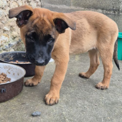 Disponible de suite : chiots berger belge #5