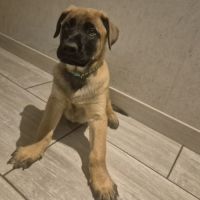 Disponible de suite : chiots berger belge