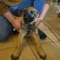 Disponible de suite : chiots berger belge #3