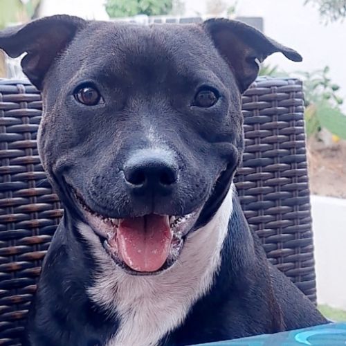 Chiots staffordshire bull terrier lof a reserver #1