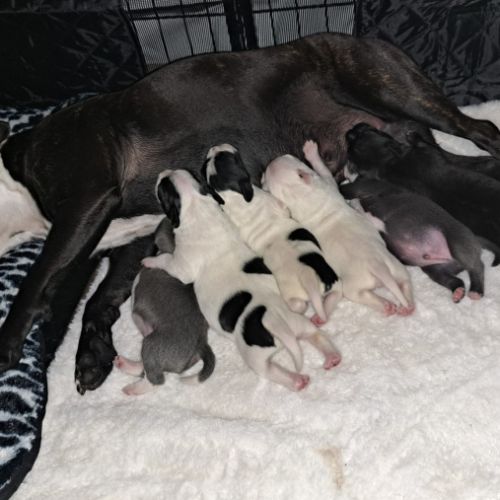 Chiots staffordshire bull terrier lof a reserver #3