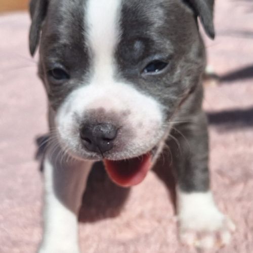 Chiots staffordshire bull terrier lof a reserver
