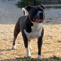 Chiots staffordshire bull terrier lof a reserver #2