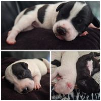Chiots staffordshire bull terrier lof a reserver #5