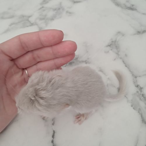 Chinchilla femelle #3