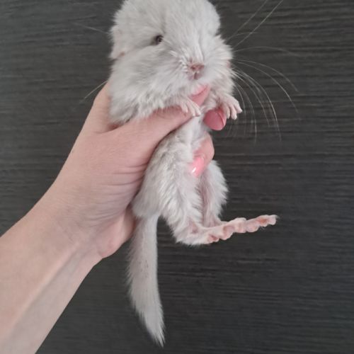 Chinchilla femelle #1