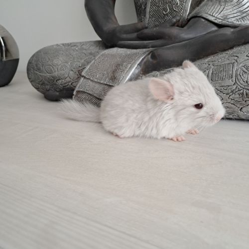 Chinchilla femelle #2