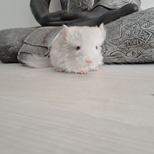 Chinchilla femelle #3