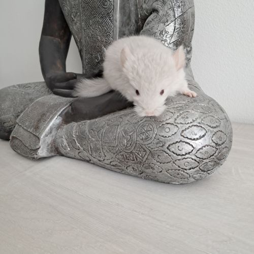 Chinchilla femelle #4