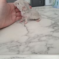 Chinchilla femelle #1