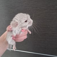 Chinchilla femelle