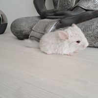 Chinchilla femelle #2