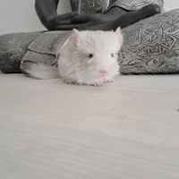 Chinchilla femelle #3