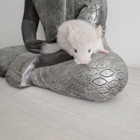Chinchilla femelle #4