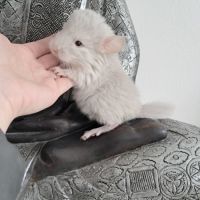 Chinchilla femelle