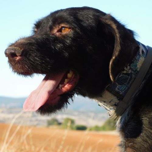 Derya 5 ans, femelle drahthaar très affectueuse #0