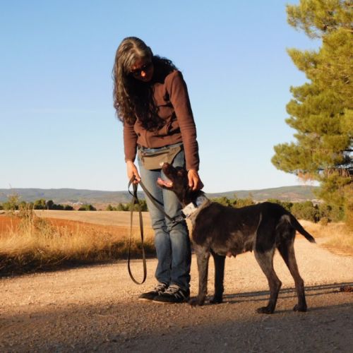 Derya 5 ans, femelle drahthaar très affectueuse #4