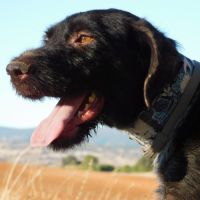 Derya 5 ans, femelle drahthaar très affectueuse