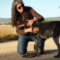 Derya 5 ans, femelle drahthaar très affectueuse #3