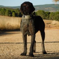 Derya 5 ans, femelle drahthaar très affectueuse #6