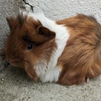 Bébé cochons d'inde péruvien mâle #1