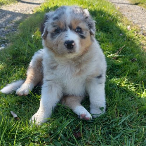 Chiots berger australien lof #2