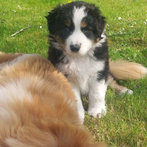 Chiots berger australien lof #3