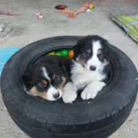 2 chiots berger australien lof