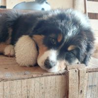 Chiot berger australien lof #1