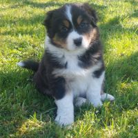 Chiots berger australien lof