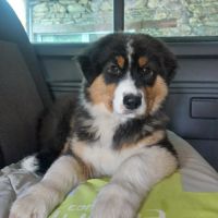 Chiot berger australien lof