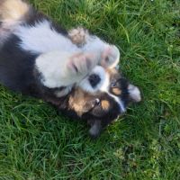 Chiot berger australien lof #3