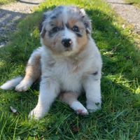 Chiots berger australien lof #2