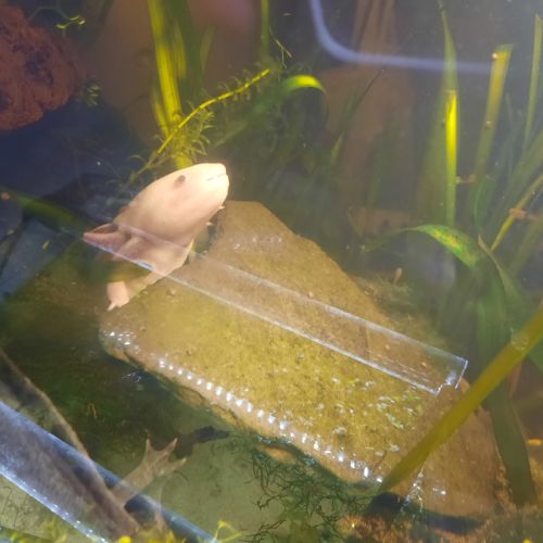Axolotl leucistique #1